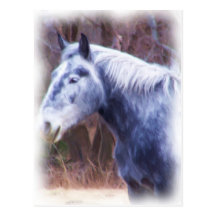 poney carte postale