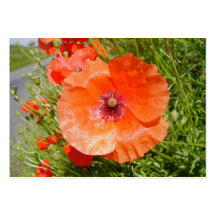 Poppies - Coquelicots Modèle De Carte De Visite
