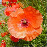 Poppies - Coquelicots Photo Sculptures