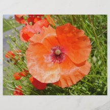 Poppies - Coquelicots Prospectus En Couleur