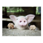 Porc de bébé dans le stylo, porcelet carte postale