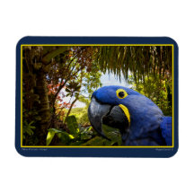 Portrait bleu de perroquet - Maui Magnet En Vinyle