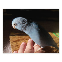 Portrait bleu Pacifique de photographie d'oiseau d