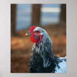"Portrait", coq Affiches