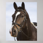 portrait de cheval brun posters
