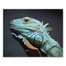 Portrait sérieux d'iguane impression photo