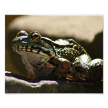 Pose 10 x de grenouille épreuve photographique 8