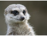 Dieren