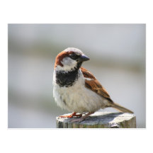 Postcard: Sparrow Wenskaarten