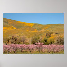 Poster - de Bloesems van de Lente