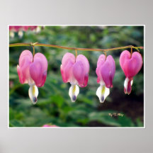 Poster Dicentra Spectabilis - Aftappende Harten