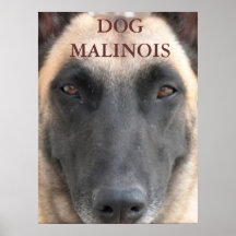 poster dog malinois