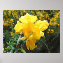 Poster " Fleur de genêt "