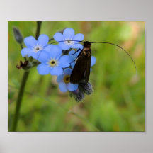 Poster " Le papillon noir "