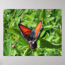 Poster " Papillon cuivré "