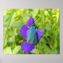 Poster " Petit papillon turquoise "