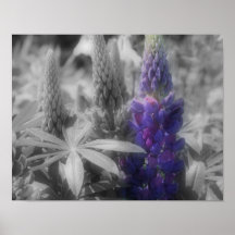 Poster van de Bloem van de Kleur van BW van het Tr