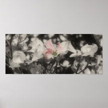 Poster van de Bloem van de Kleur van de kornoelje 