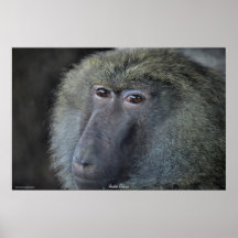 Poster van de Foto van het Wild van de Aap van de 