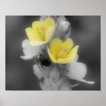 Poster van de Kleur van BW van de Kever van de Blo