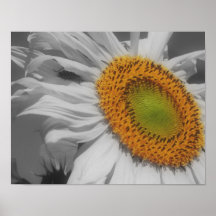 Poster van de Kleur van BW van de zonnebloem en va