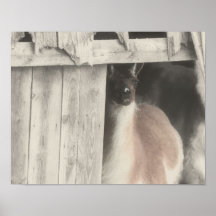 Poster van de Kleur van de lama het Zwarte Witte G