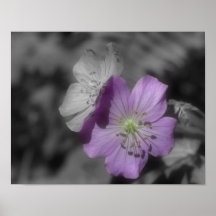 Poster van de Natuur van de Kleur van paars BW van
