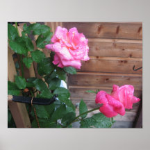 poster van mooie rozen