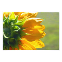 Postérieur de tournesol art photographique