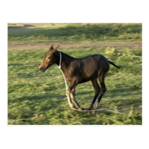 Poulain (13) cartes postales