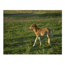 Poulain (8) carte postale