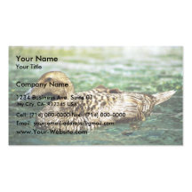 Poule Pacifique d'Eider Modèles De Cartes De Visite