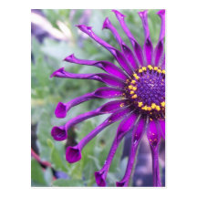 Pourpre d'araignée de flower power carte postale