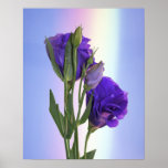 Pourpre de Lissianthus d'Eustoma Posters