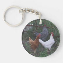 Poussins de pays