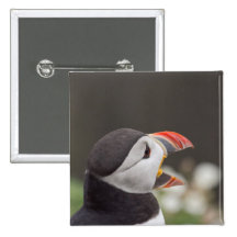 Praatzieke Papegaaiduiker van Skomer Speldbuttons
