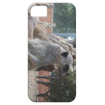 Prachtige Meerkats iPhone 5 Hoesjes