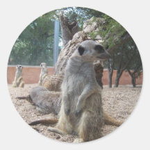Prachtige Meerkats Ronde Sticker