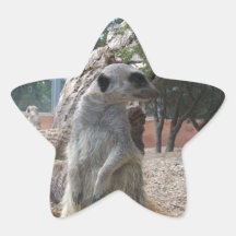 Prachtige Meerkats Stervormige Sticker