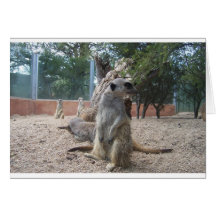 Prachtige Meerkats Wenskaarten