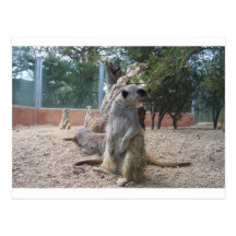 Prachtige Meerkats Wenskaarten