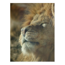 Prendre un bain de soleil la carte postale de lion