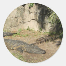 Prendre un bain de soleil l'alligator autocollant rond