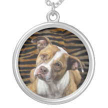 Prince Harvey Rescue Mutt Collier