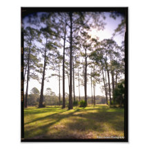 Princesse Places Trees Impressions Photographiques