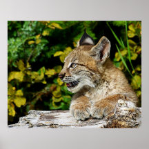 Profil de chaton de Lynx de Sibérien Posters