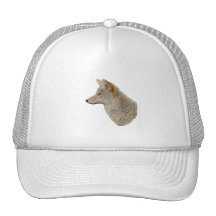 Profil de coyote casquette