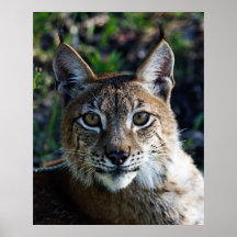 Profil de Lynx de Sibérien Posters