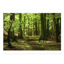 Promenade dans le bois carte postale