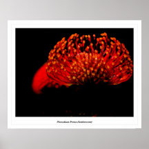 Protea de pelote à épingles (luminescent) affiches